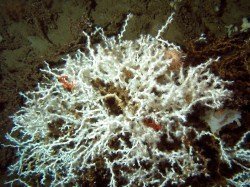 Lophelia-Dr.-Chuck-Fisher