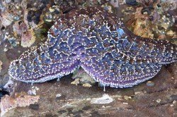 Purple starfish, Albalone Cove, CA