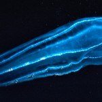 Attaining Operational Marine Biodiversity Observations Workshop