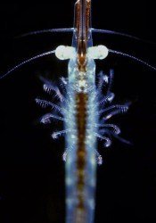 Zooplankton