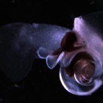 Newly Established Ocean Acidification Task Force Holds First Meeting