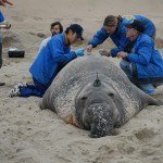 NOPP Photo of the Month – Tagged N. Elephant Seal