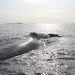 NOPP Photo of the Month – Baleen Whale in Greenland
