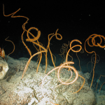 NOPP Photo of the Month – Gulf of Mexico Deepwater Corals and Habitat