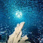 First Legal Roadmap to Tackle Local Ocean Acidification Hotspots